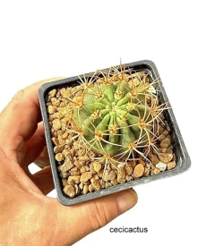 Denmoza rodacantha ssp diamantina mac8 - comprar online