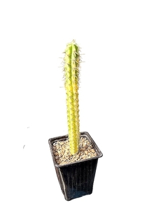 Pilosocereus variegado mac9 UNICO - comprar online