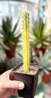 Pilosocereus variegado mac9 UNICO