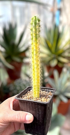 Pilosocereus variegado mac9 UNICO
