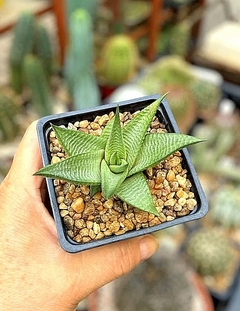 Haworthia limifolia piel clara mac8 (codHL4) - comprar online