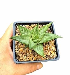 Haworthia limifolia piel clara mac8 (codHL4) en internet