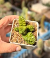 Crassula x marchandi mac9