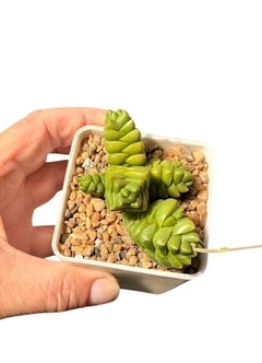 Crassula x marchandi mac9 - comprar online