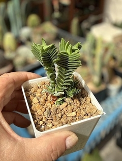 Crassula pyramidalis x congesta mac9