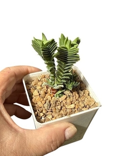 Crassula pyramidalis x congesta mac9 - comprar online
