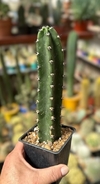 Harrisia jusberti 20cm alto - comprar online