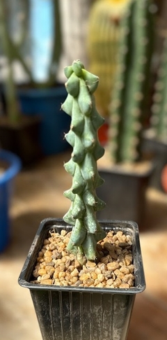 Myrtillocactus geometrizans fukurokuryuzinboku mac9