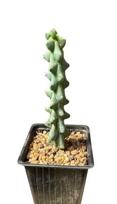 Myrtillocactus geometrizans fukurokuryuzinboku mac9 - comprar online