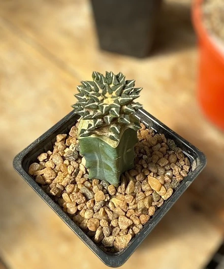 Ariocarpus koschoubeyanus injertado mac9