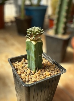 Ariocarpus koschoubeyanus injertado mac9 - comprar online