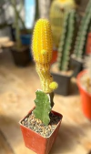 Chamaecereus aureo injertado mac9