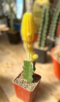 Chamaecereus aureo injertado mac9