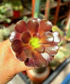 Aeonium kilimanjaro (elegir tamaño) - comprar online