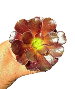 Aeonium kilimanjaro (elegir tamaño) en internet