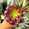 Aeonium kilimanjaro variegado mac10 - comprar online