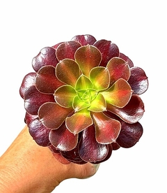 Aeonium kilimanjaro variegado mac10 - cecicactus - cactus y suculentas de colección