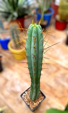 Trichocereus bridgesii (elegir tamaño) - comprar online