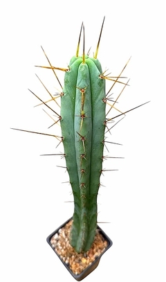 Trichocereus bridgesii (elegir tamaño) en internet