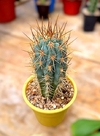 Browningia hertlingiana mac12 - comprar online