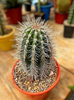 Pachycereus pringlei mac11 (cod PP1) - comprar online