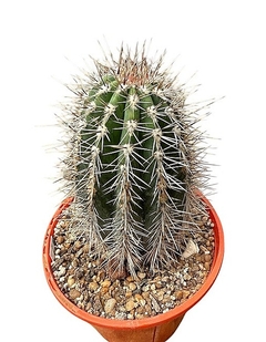 Pachycereus pringlei mac11 (cod PP1) - cecicactus - cactus y suculentas de colección