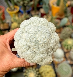 Mammillaria plumosa mac11