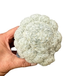 Mammillaria plumosa mac11 - comprar online
