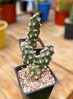Tephrocactus molinensis - comprar online