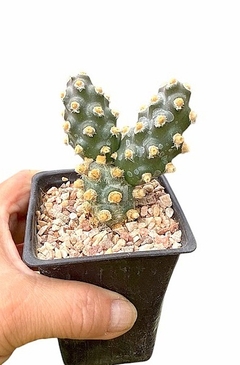 Tephrocactus molinensis en internet