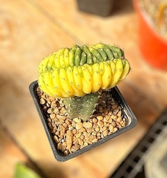 Trichocereus pachanoi crestado variegado injertado mac9