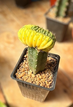 Trichocereus pachanoi crestado variegado injertado mac9 - comprar online
