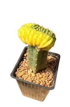 Trichocereus pachanoi crestado variegado injertado mac9 - cecicactus - cactus y suculentas de colección