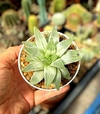 Haworthia 'Grey Ghost' mac10