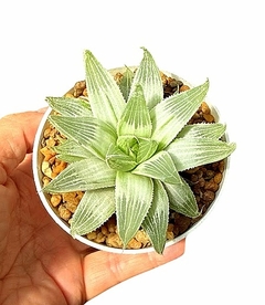 Haworthia 'Grey Ghost' mac10 - comprar online