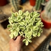 Cotyledon tomentosa albovariegata (garrita de oso) bols15