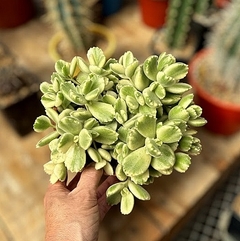 Cotyledon tomentosa albovariegata (garrita de oso) bols15