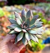Echeveria 'Albur' mac11 - comprar online