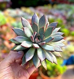 Echeveria 'Albur' mac11 - comprar online