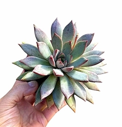 Echeveria 'Albur' mac11 en internet