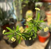 Euphorbia milii flor amarilla mac14