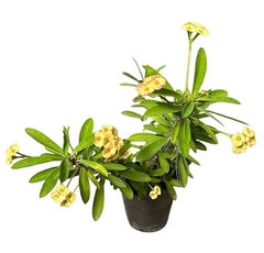 Euphorbia milii flor amarilla mac14 - comprar online