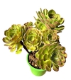 Aeonium 'blushing beauty' mac18 - comprar online