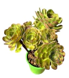 Aeonium 'blushing beauty' mac18 - comprar online