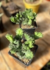 Euphorbia lactea crestada mac10