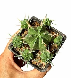 Euphorbia meloformis mac8 - comprar online