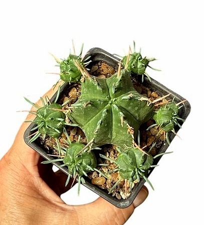 Euphorbia meloformis mac8 - comprar online