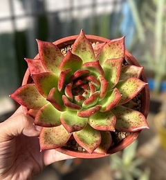 Echeveria 'Morgain' (elegir tamaño) - comprar online