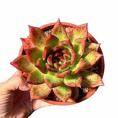 Echeveria 'Morgain' (elegir tamaño) en internet