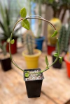 Ceropegia saundersonii mac9
